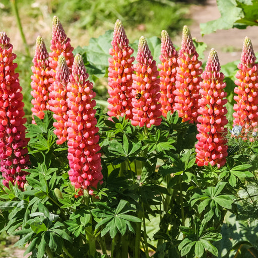 Lupin | Gallery Red | 9cm Pot -