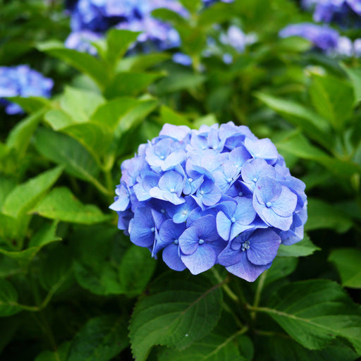 Dwarf Hydrangea | Hydrangea macrophylla 'Little Blue' 2L -