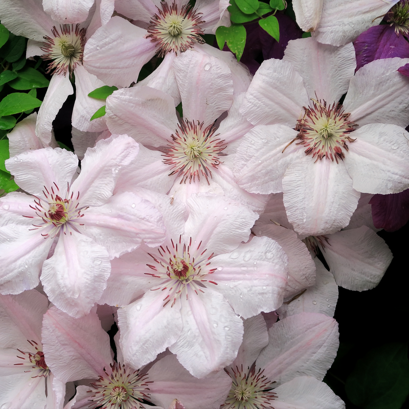 Clematis 'Pink Fantasy' 90-95cm -