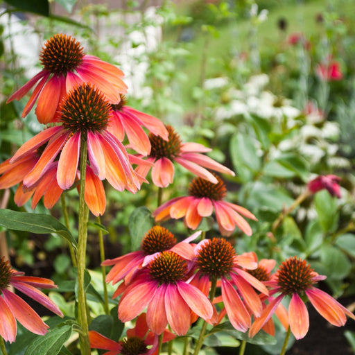 Echinacea purpurea 'Cheyenne Spirit' 9cm / 2L -