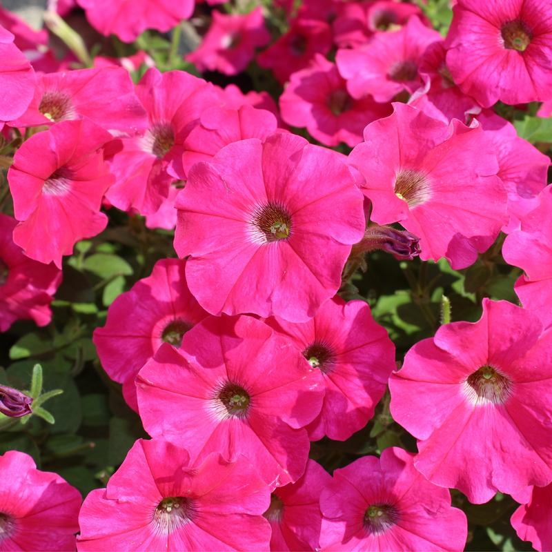 Petunia 'Trailing Surfinia Hot Pink' 9cm -