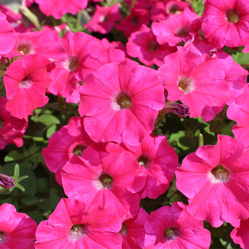 Petunia 'Trailing Surfinia Hot Pink' 9cm -