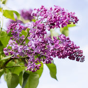 Syringa vulgaris 'Lavender Lady' (Lilac) -