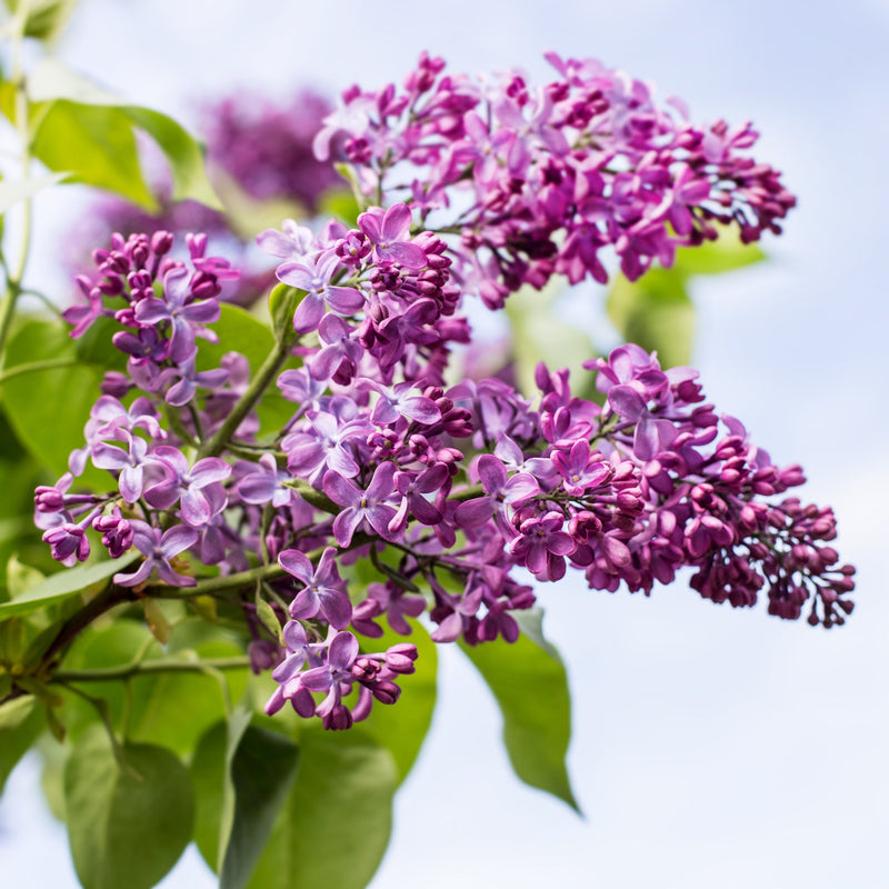 Syringa vulgaris 'Lavender Lady' (Lilac) -