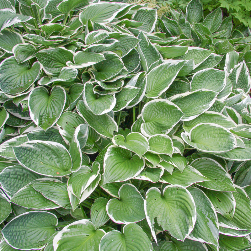 Hosta 'Francee' (fortunei) 9cm/2L -