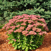 Sedum 'Autumn Joy' 9cm -