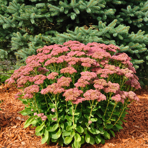 Sedum 'Autumn Joy' 9cm -