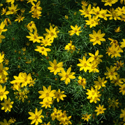 Bidens ferulifolia 'solaire' (9cm) -