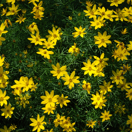 Bidens ferulifolia 'solaire' (9cm) -