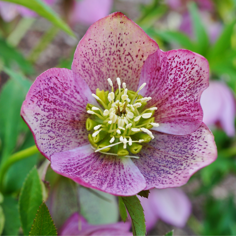 Hellebore/Helleborus orientalis - Pink (9cm) -