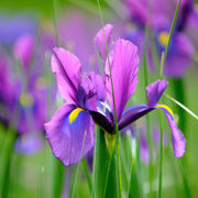 Iris Hollandica Bulbs Mix - Dutch Iris Bulbs (15 Bulbs) -