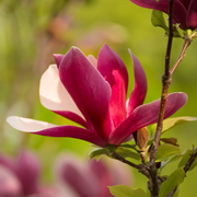 Magnolia liliflora 'Nigra' | Black Lily Magnolia | 3L -