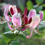 Honeysuckle periclymenum 'Belgica' 60-70cm -