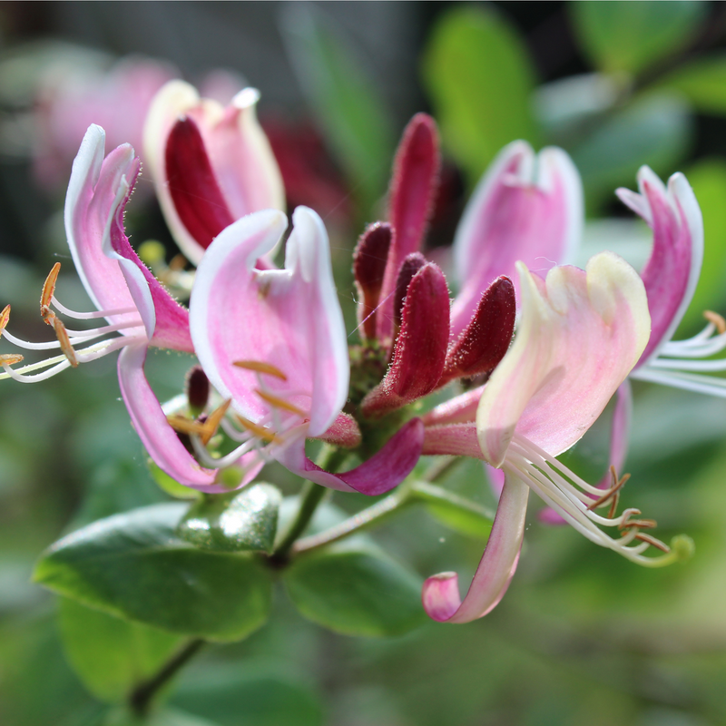 Honeysuckle periclymenum 'Belgica' 60-70cm -