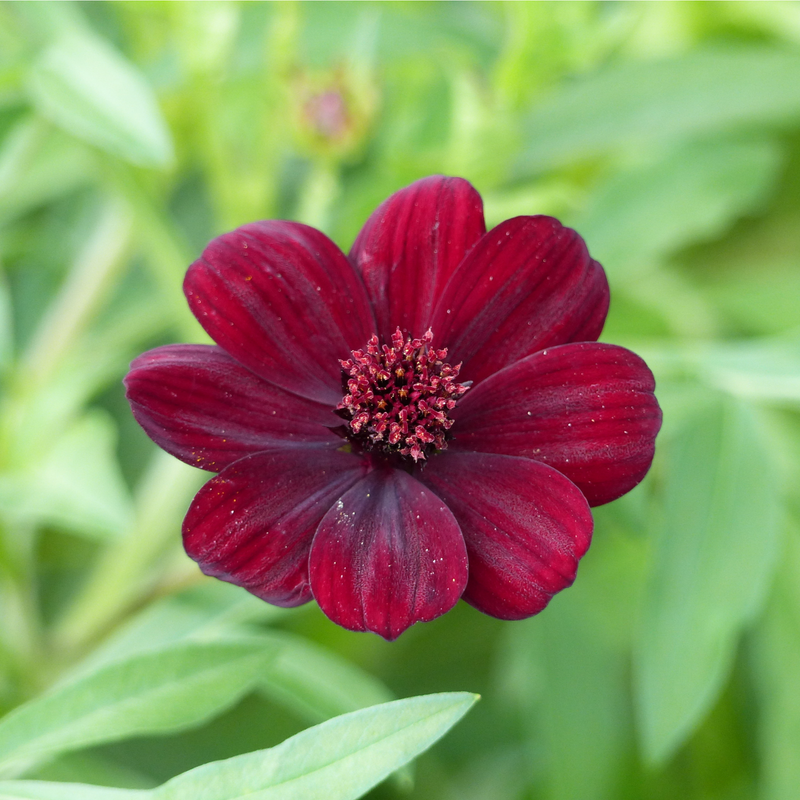 Cosmos 'Cherry Chocolate' 9cm -