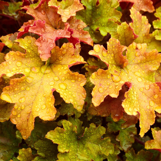 Heuchera 'Marmalade' 2L -