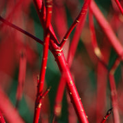 Cornus 'Sibrica' (Siberian Dogwood) 2L -