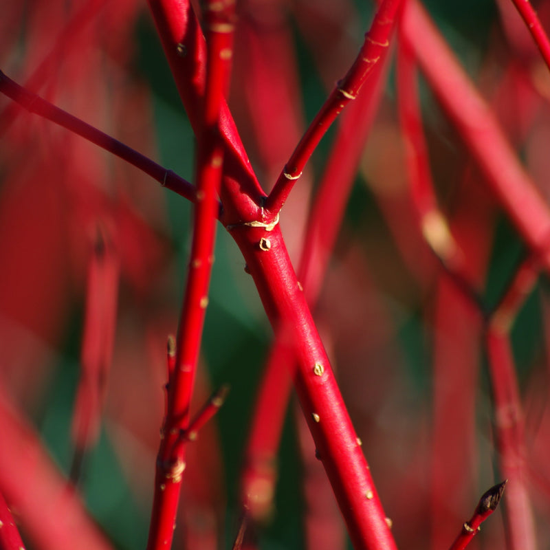 Cornus 'Sibrica' (Siberian Dogwood) 2L -