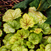 Heuchera 'Electra' 2L -