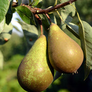 Dwarf/Patio Pear Tree - Pear 'Doyenne du Comice' 1m -