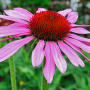 Echinacea purpurea 'Prairie Splendor' Rose 9cm -