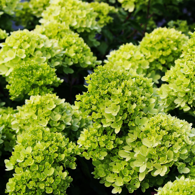Hydrangea paniculata 'Little Lime' 3L / 5L -