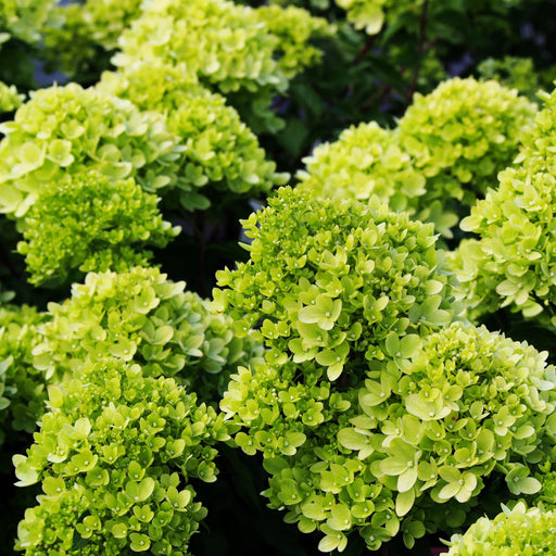 Hydrangea paniculata 'Little Lime' 3L / 5L -