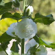 Alcea rosea Chater's White Hollyhock 9cm -