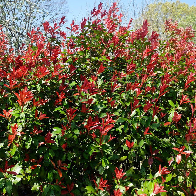 5-6ft Photinia 'Carre Rouge' 160-170cm (30L) -