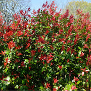 Photinia 'Carre Rouge' 80-90cm (5L) -