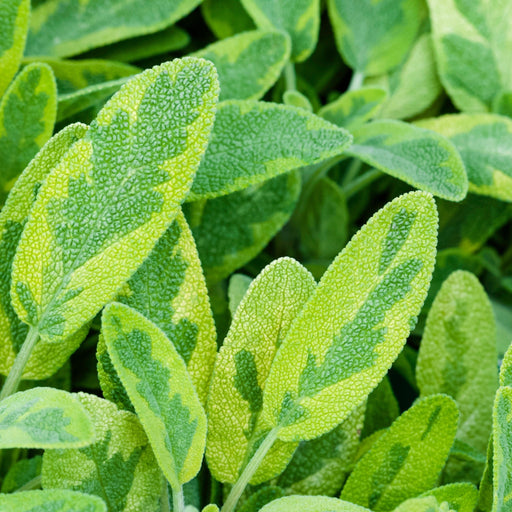 Sage Icterina - Golden Leaf Herb 16cm/1.5L pot -