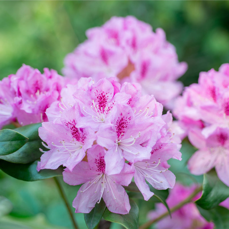 Rhododendron 'keleticum' 1L -