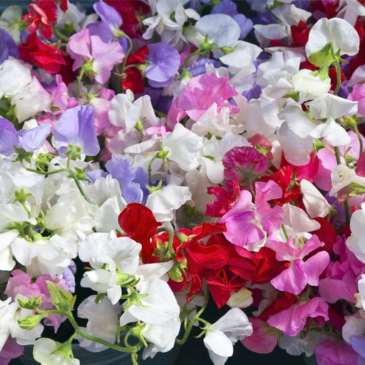 3 x 9cm Pots of Mixed Sweet Peas -
