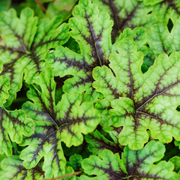 Heuchera 'Alabama Sunrise' 2L -