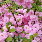 Prunus Triloba | Double Flowering Cherry-Almond Blossom Tree | 6ft (160-180cm) -