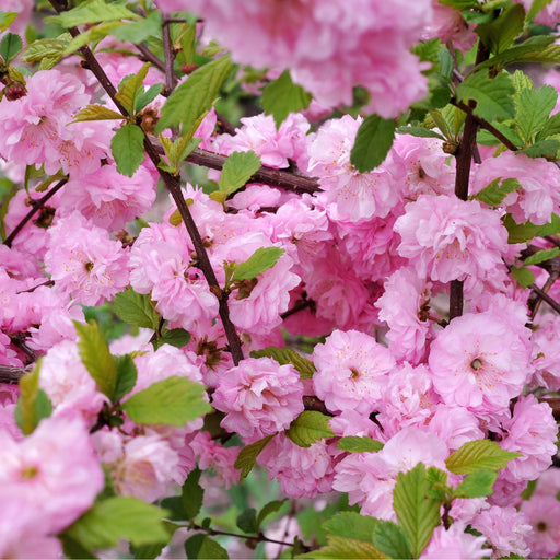 Prunus Triloba | Double Flowering Cherry-Almond Blossom Tree | 6ft (160-180cm) -