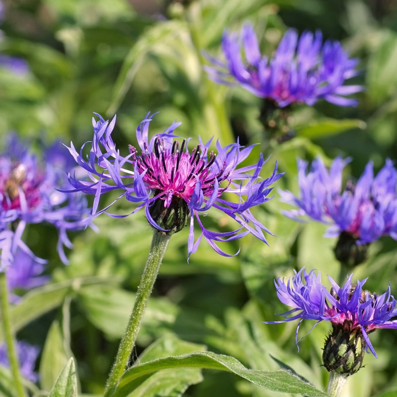 Centaurea montana 9cm/2L -