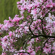 Magnolia x loebneri 'Leonard Messel' -