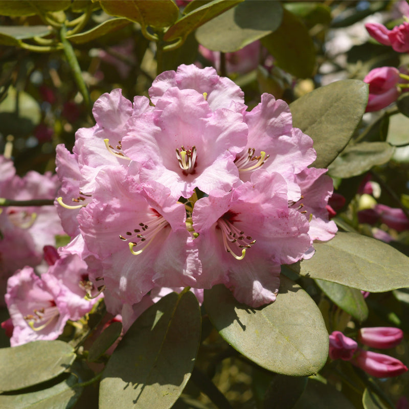 Rhododendron 'Christmas Cheer' 5L | Flowers Late Winter/Early Spring -