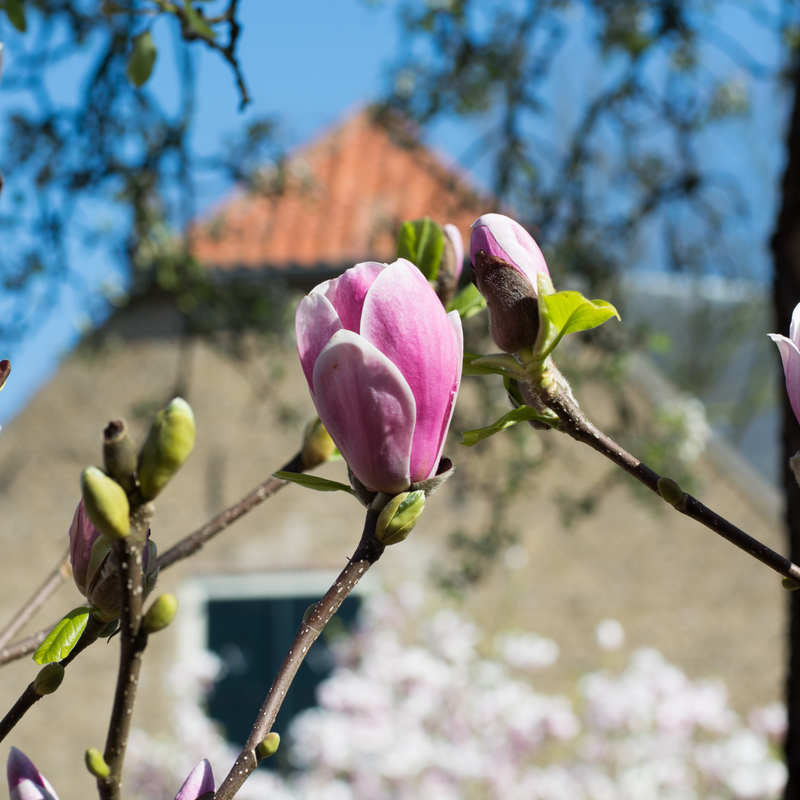 Magnolia 'George Henry Kern' 1/3L -