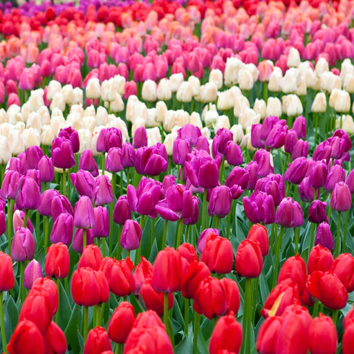 Tulip Triumph Mixed Bulbs (5 Bulbs) -