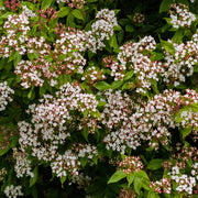 Viburnum tinus Gwenllian 1L -