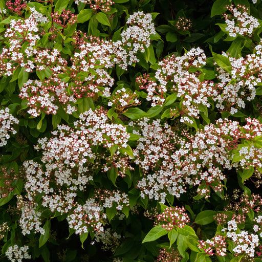 Viburnum tinus Gwenllian 1L -
