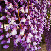 Wisteria floribunda 'Black Dragon' 70cm -