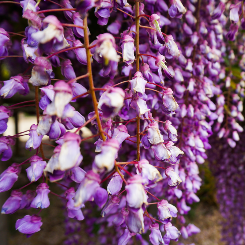 Wisteria floribunda 'Black Dragon' 70cm -