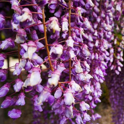 Wisteria floribunda 'Black Dragon' 70cm -