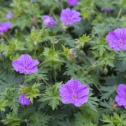 Geranium 'Blushing Turtle' 2L -