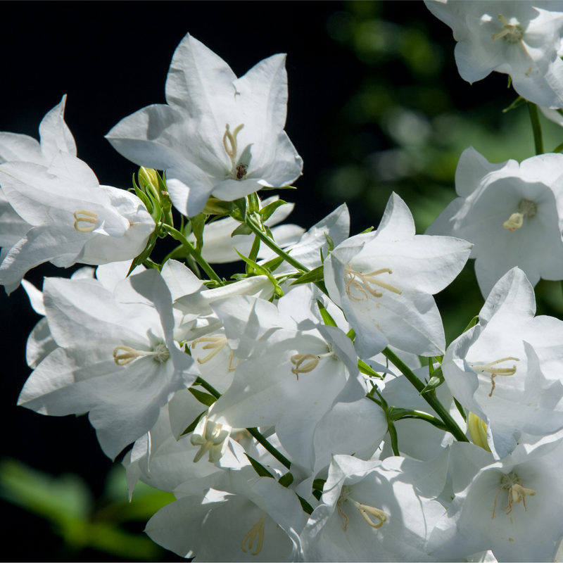 Campanula pyramidalis White 1L -