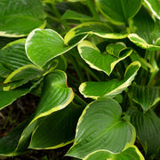 Hosta 'Aureomarginata' 2L -