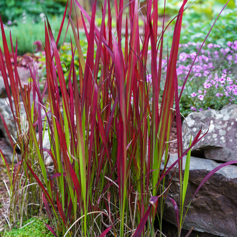 Imperata cylindrica Red Baron (Japanese Blood Grass) 9cm/2L/3L/7.5L -